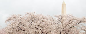Washington DC cherry blossoms
